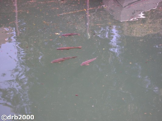 Panoramarundfahrt (38)-N.jpg