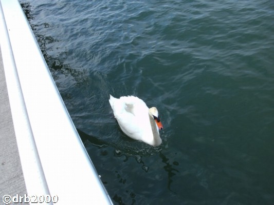 Immenstaad (6)-N.jpg